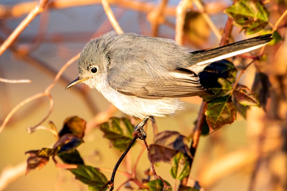Blue-gray Gnatcatcher St Marks NWR