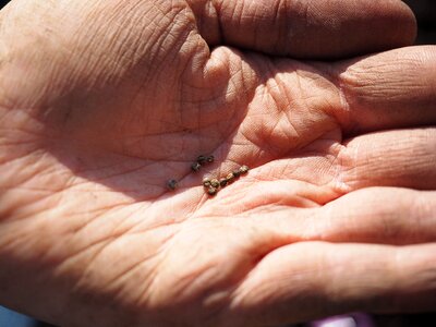Sowing woodruff hand