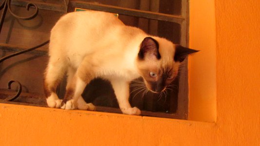 Imagem 033