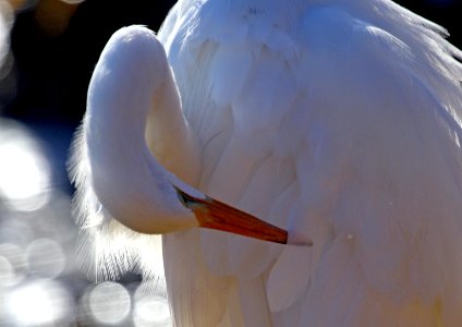 Great Egret photo