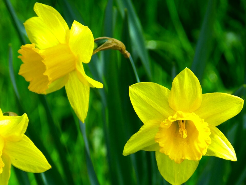 Flower yellow daffodil photo