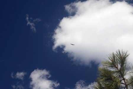 Fly Like a Turkey Vulture?