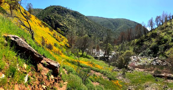 April 2018 Super Bloom along North Fork Merced