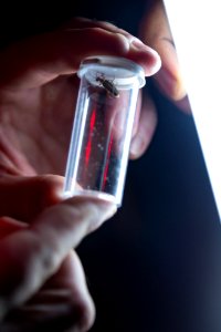 Bethany Beach Firefly Survey - 2019