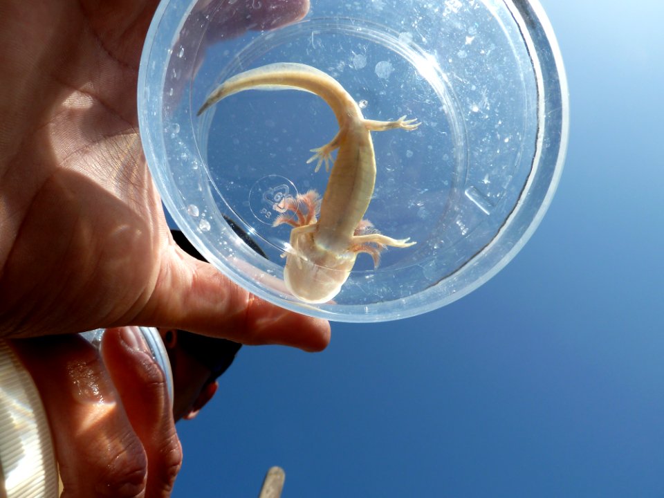 Santa Cruz long-toed salamander larvae
