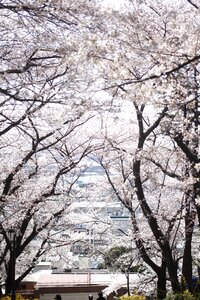 Cherry blossom spring april