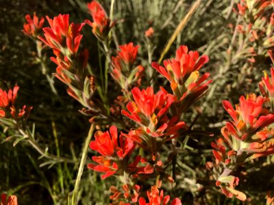 Indian paint brush