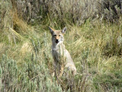 Coyote in Applegate Field Office