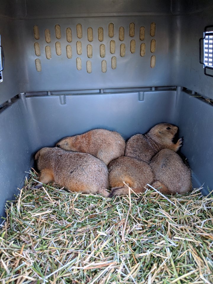 Prairie dog huddle