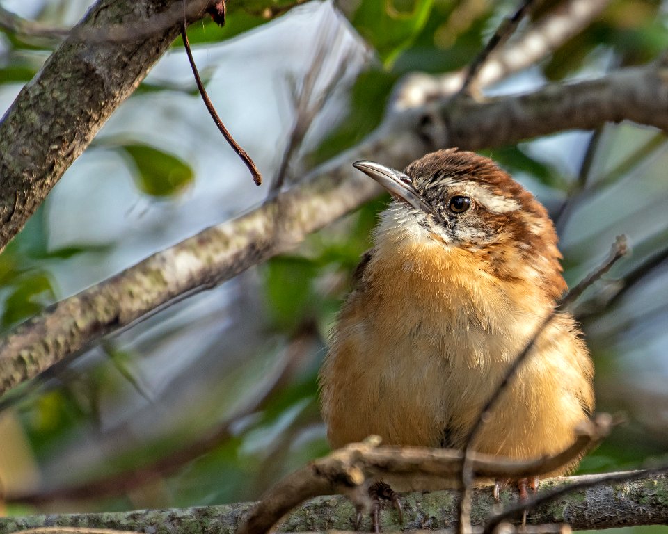 Carolina Wren Back Bay NWR