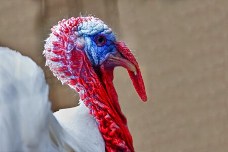 Poultry portrait profile