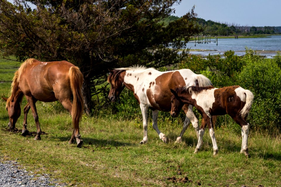 Chincoteague National Wildlife Refuge
