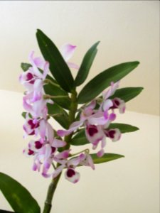 Imagem 010