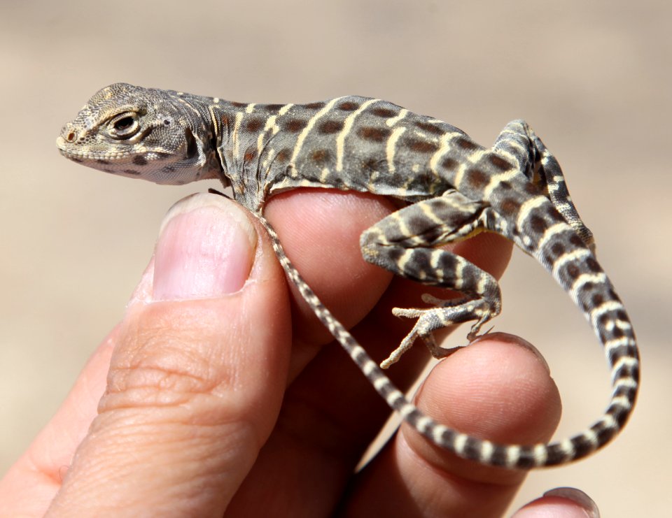 Baby leopard lizard