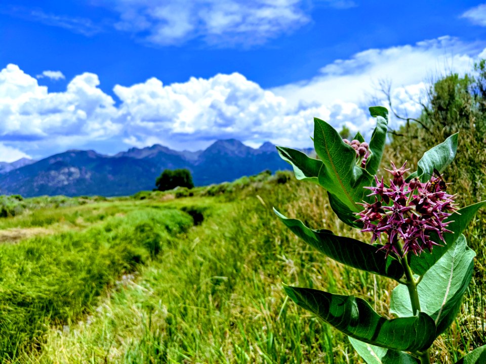 Milkweed on the Baca
