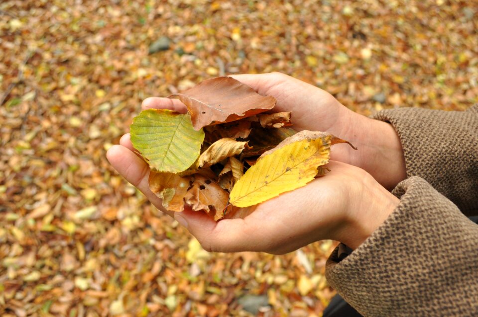 Autumn hands season
