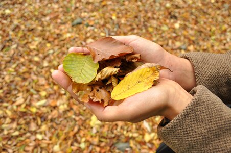 Autumn hands season