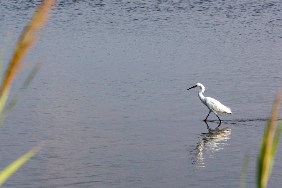 Chincoteague National Wildlife Refuge