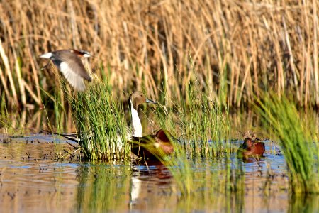 Northern pintail at Seedskadee National Wildlife Refuge