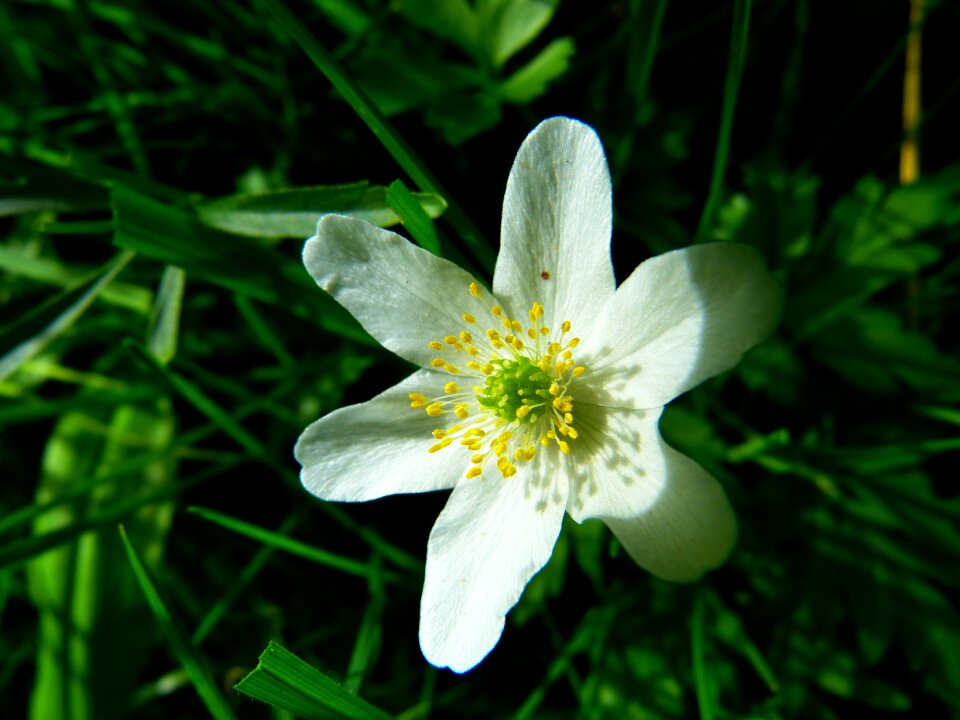 Hahnenfußgewächs white anemone