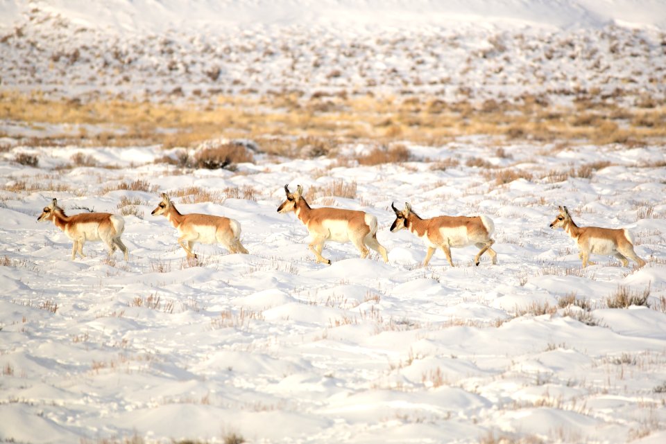 Pronghorn at Seedskadee National Wildlife Refuge