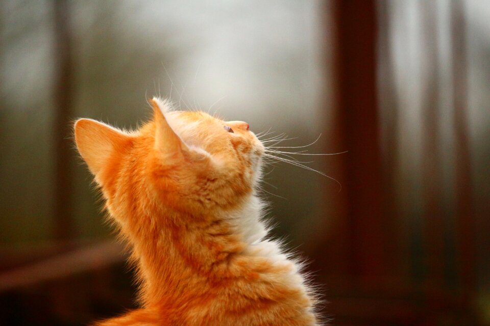 Red cat cat baby young cat