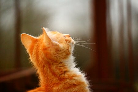 Red cat cat baby young cat