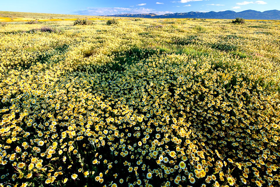 April 2019 Wildflowers at Carrizo Plain National Monument