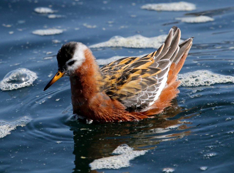 Red-necked Phalaropes