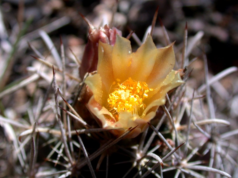 Tobusch fishhook cactus