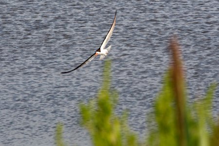 Chincoteague National Wildlife Refuge