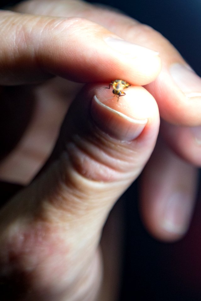 Bethany Beach Firefly Survey - 2019