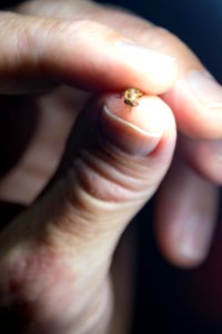 Bethany Beach Firefly Survey - 2019
