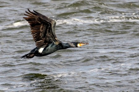 Great Cormorant taking flight