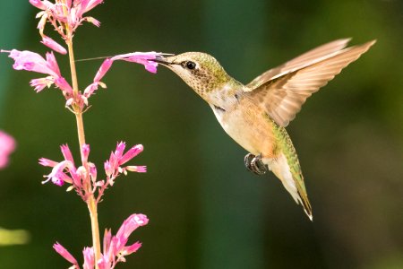 Ruby-throated Hummingbird