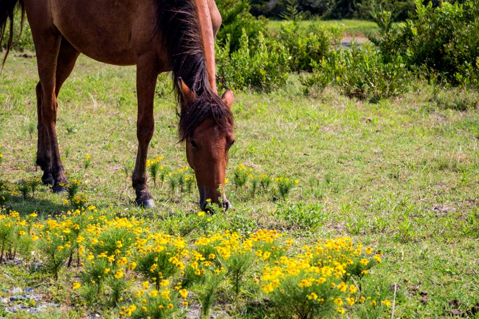 Chincoteague National Wildlife Refuge