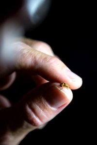 Bethany Beach Firefly Survey - 2019