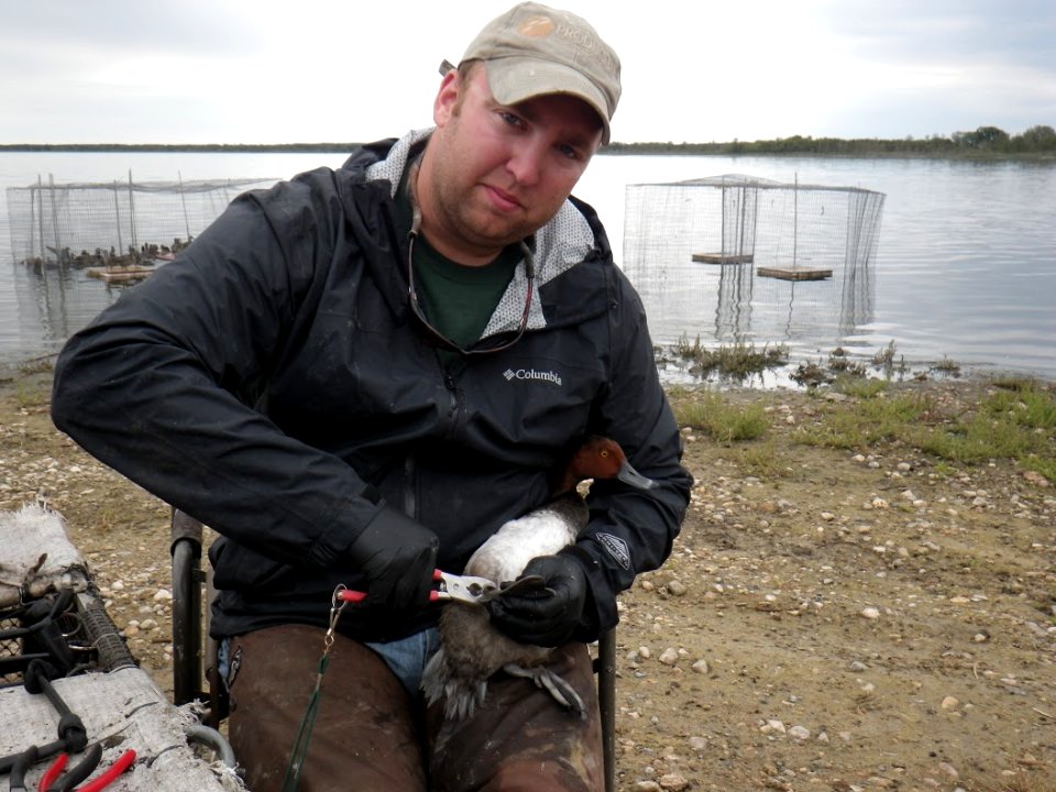 Banding a Redhead
