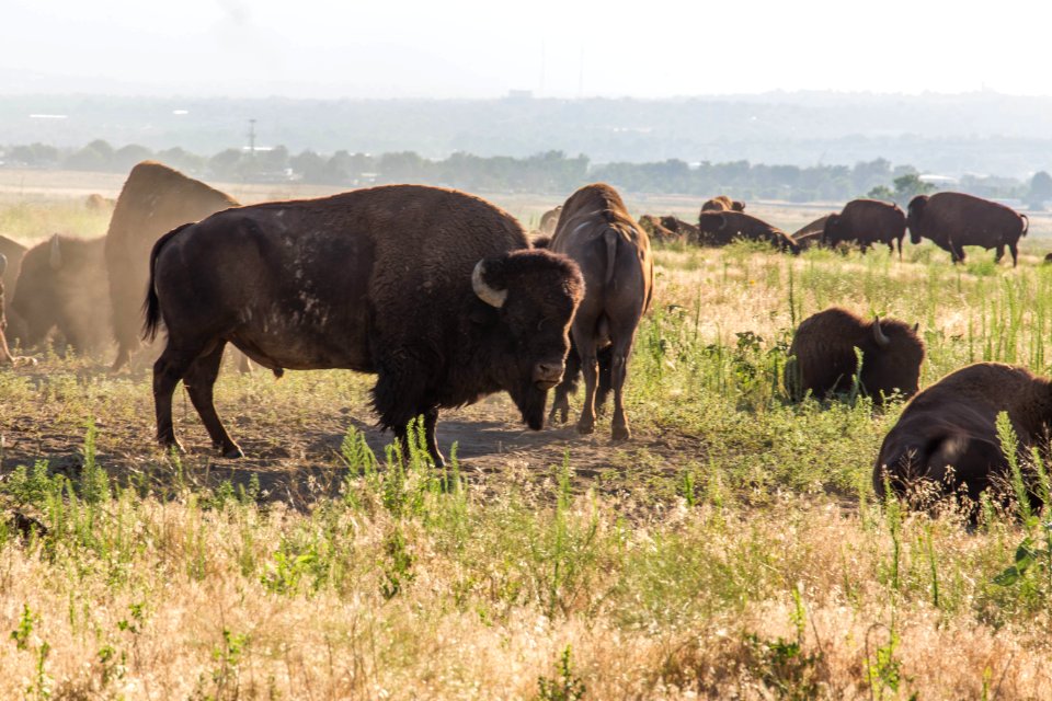 Bison at Rocky Mountain Arsenal National Wildlife Refuge