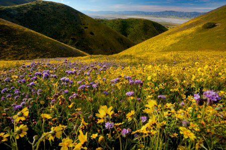 April 2019 Wildflowers at Carrizo Plain National Monument