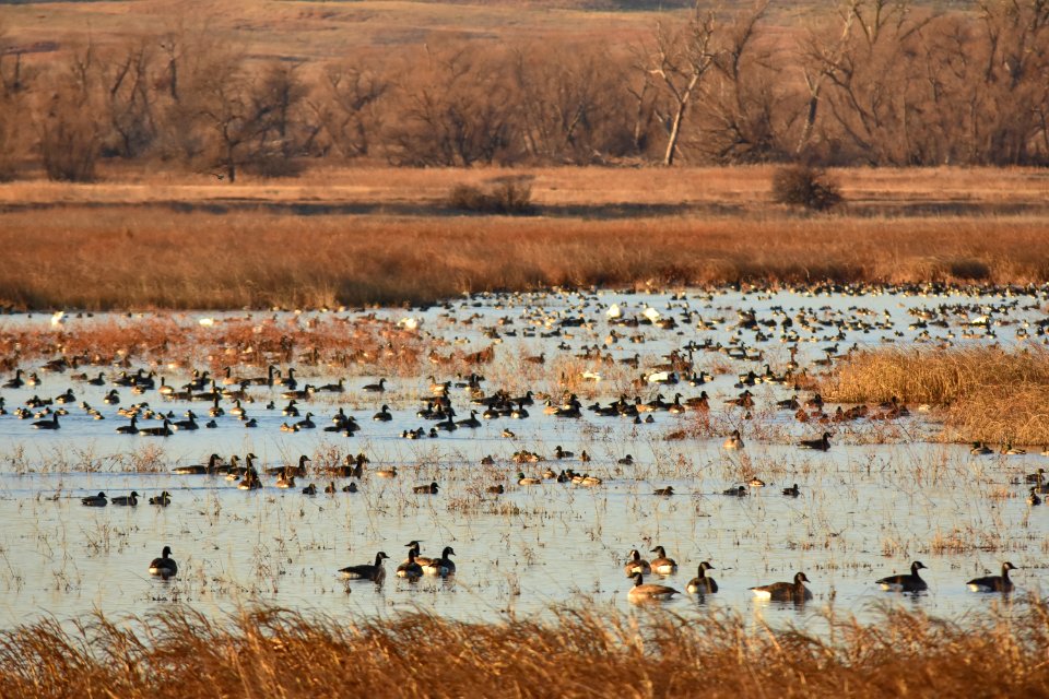 Waterfowl on LaCreek National Wildlife Refuge
