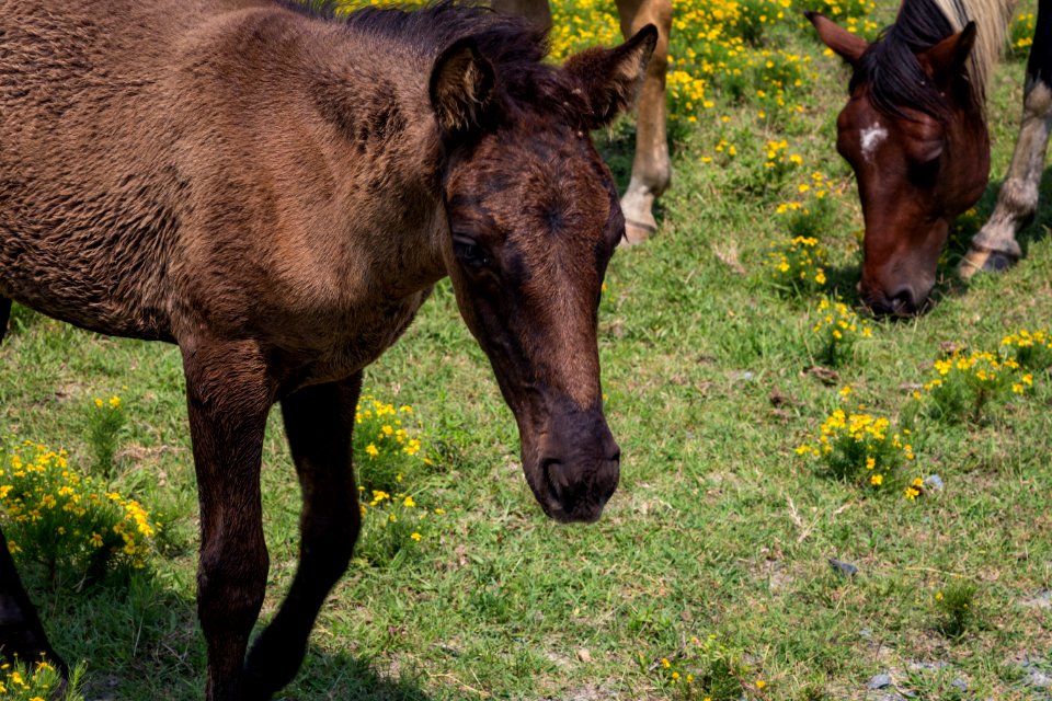 Chincoteague National Wildlife Refuge