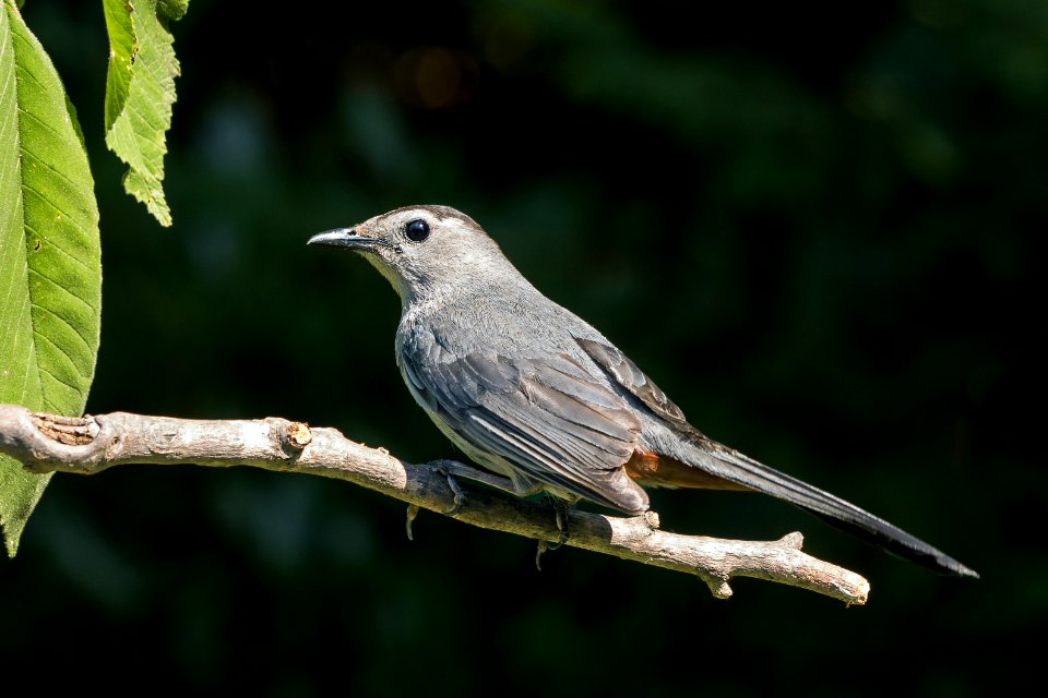Gray Catbird