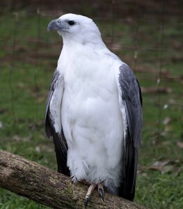 Eagle wildlife sea photo