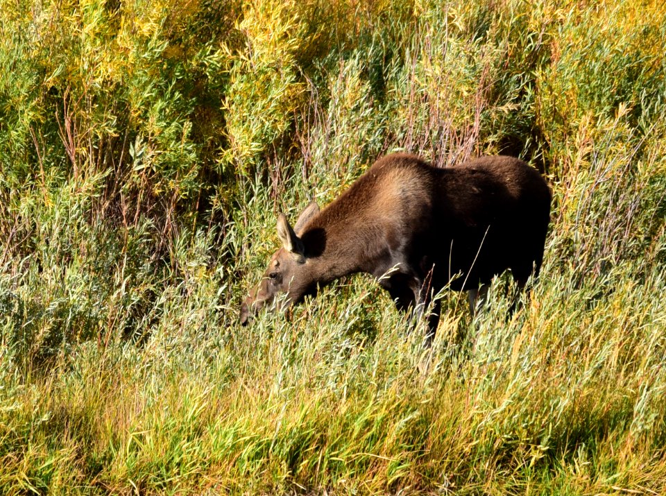 Moose at Seedskadee National Wildlife Refuge
