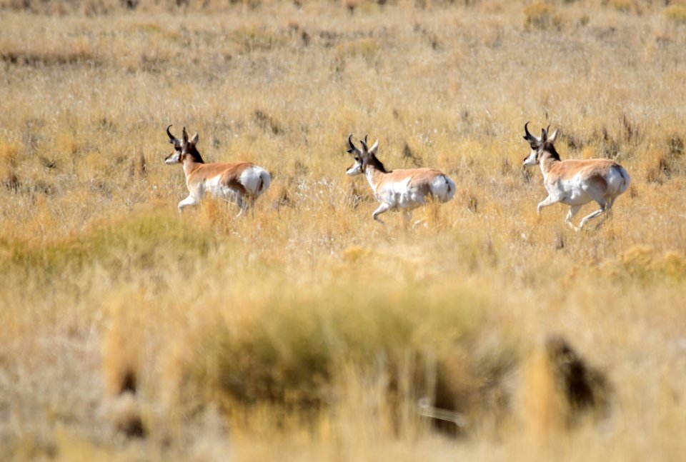 Pronghorn at Seedskadee National Wildlife Refuge