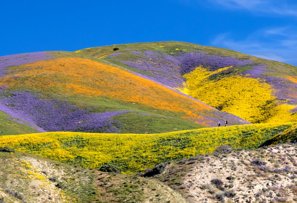 Super Bloom 2017 at Carrizo Plain National Monument