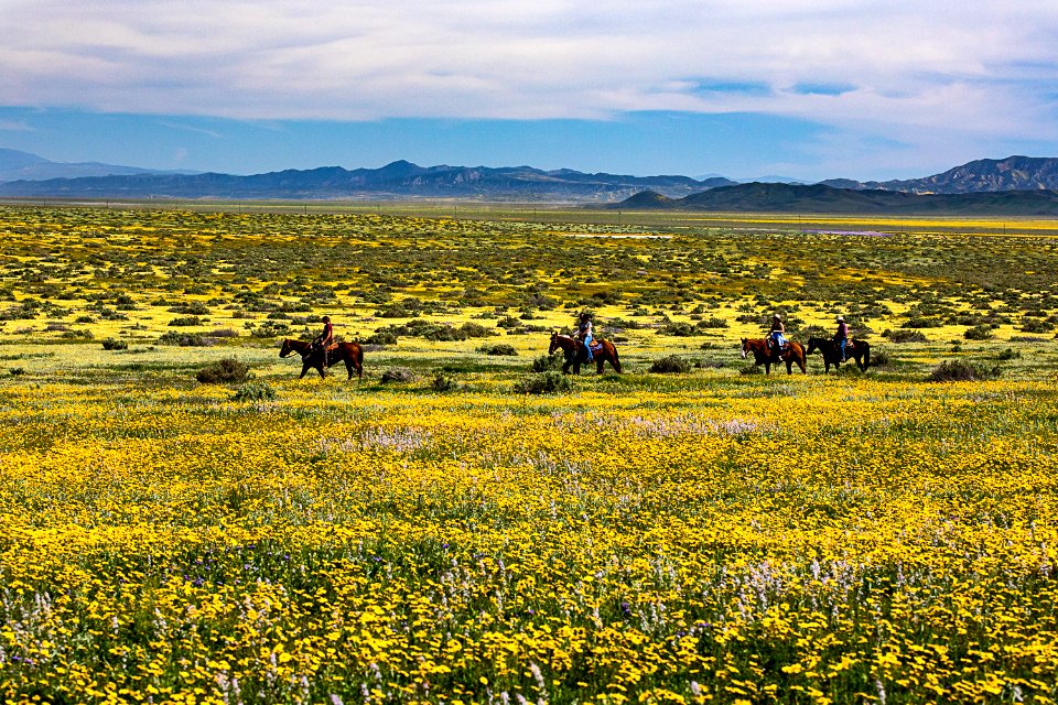 April 2019 Wildflowers at Carrizo Plain National Monument