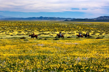 April 2019 Wildflowers at Carrizo Plain National Monument