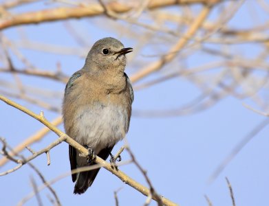 Mountain bluebird at Seedskadee National Wildlife Refuge